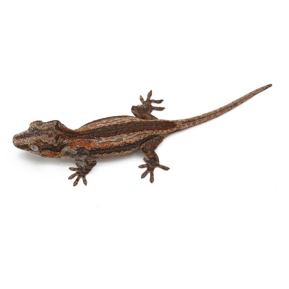 Gargoyle Gecko High Color
