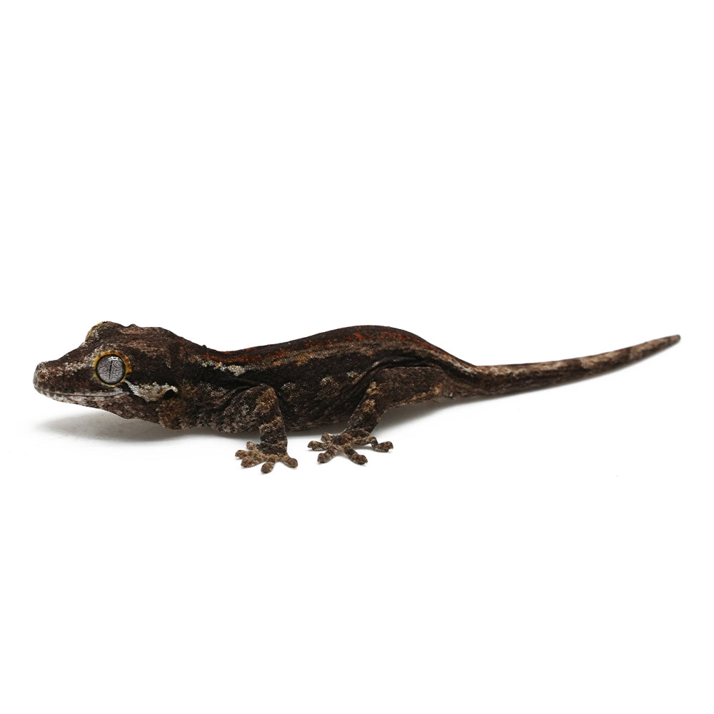 Gargoyle Gecko High Color