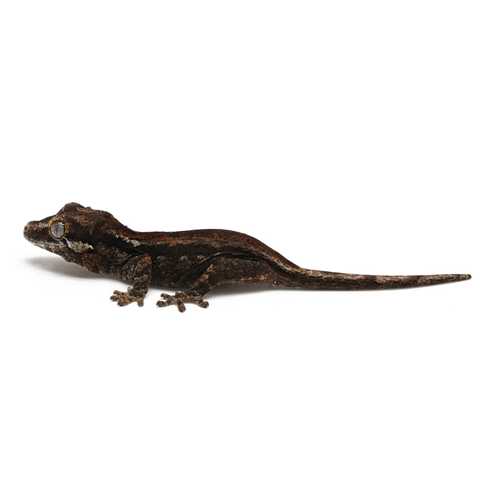 Gargoyle Gecko High Color