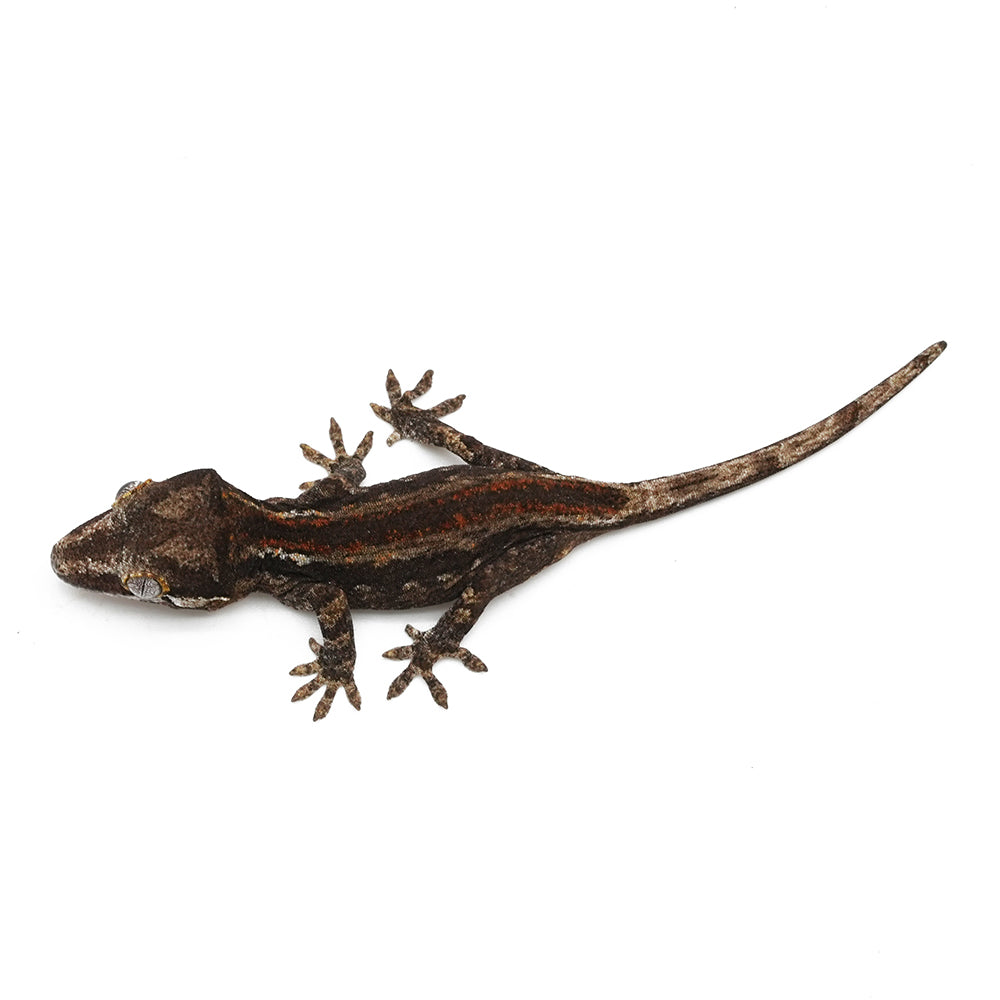 Gargoyle Gecko High Color