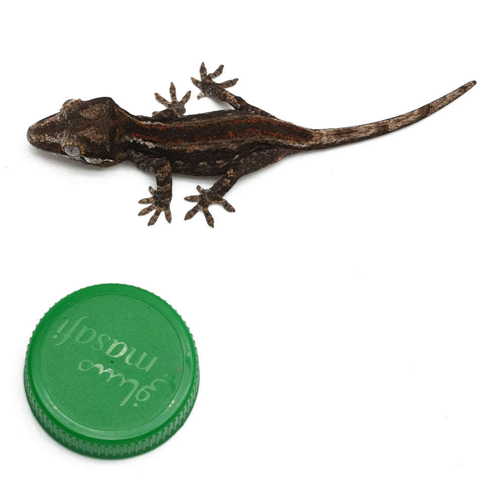 Gargoyle Gecko High Color