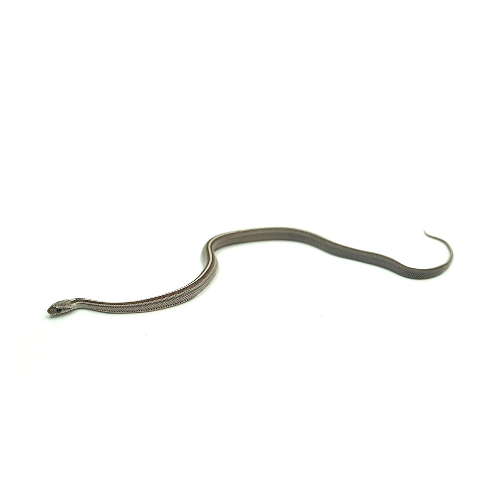 Anery Stripe Corn Snake