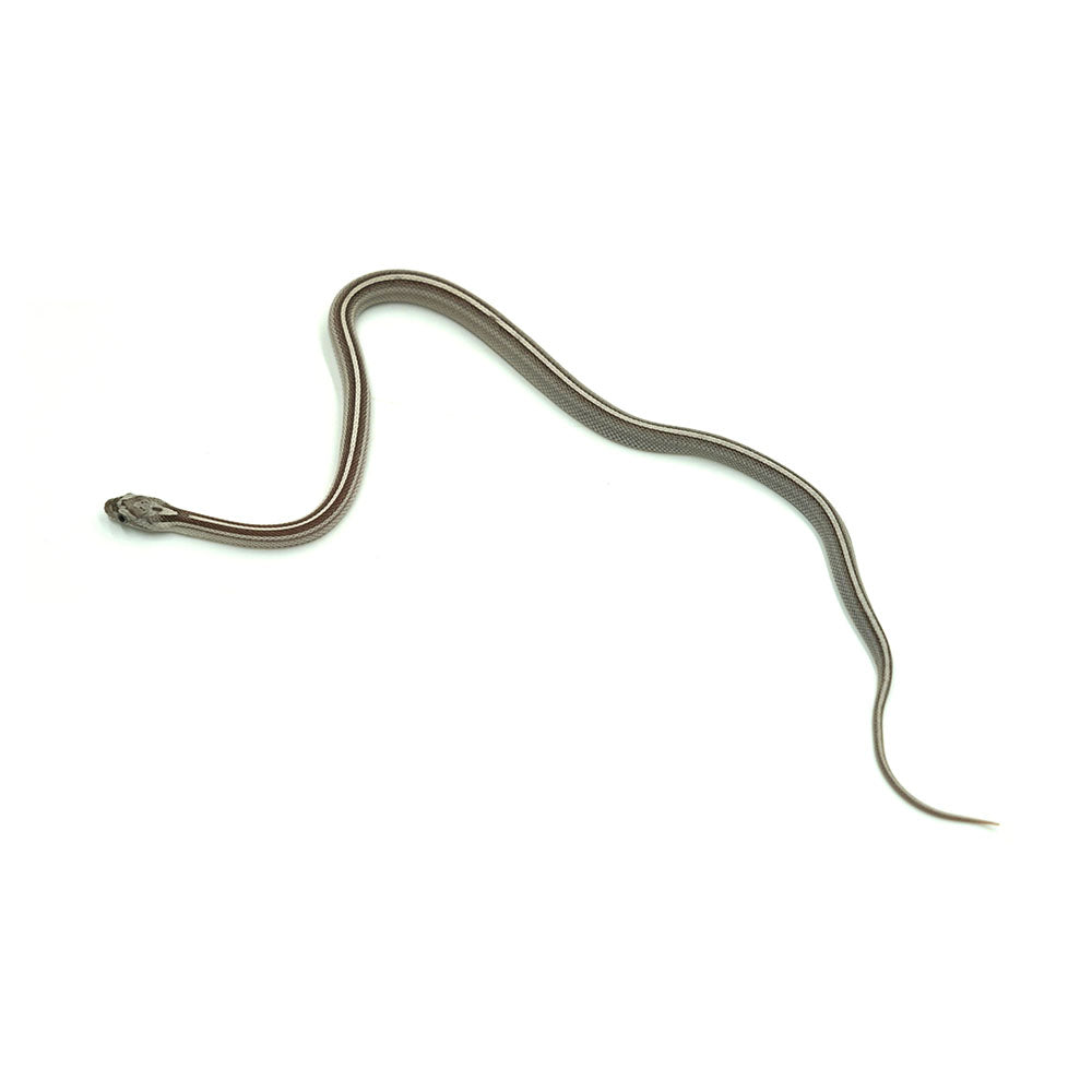 Anery Stripe Corn Snake