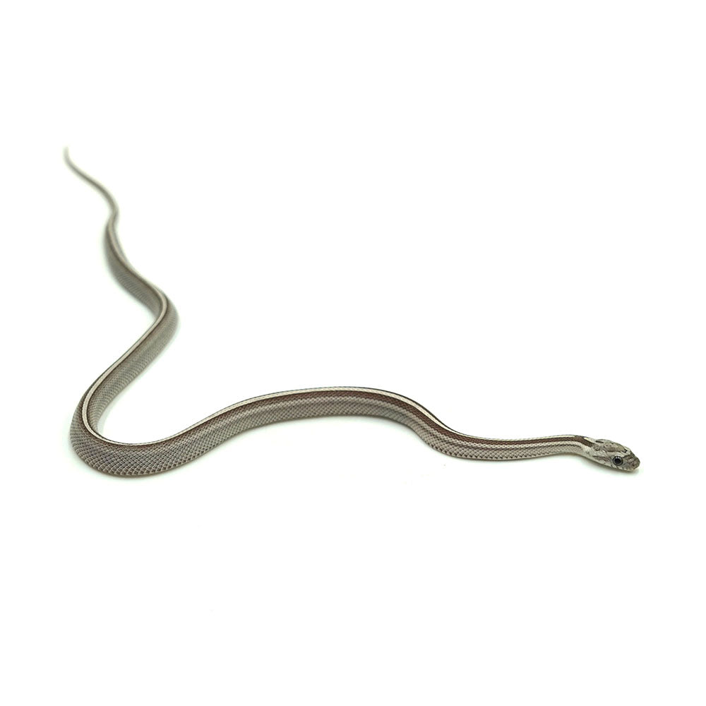 Anery Stripe Corn Snake