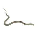 Anery Stripe Corn Snake