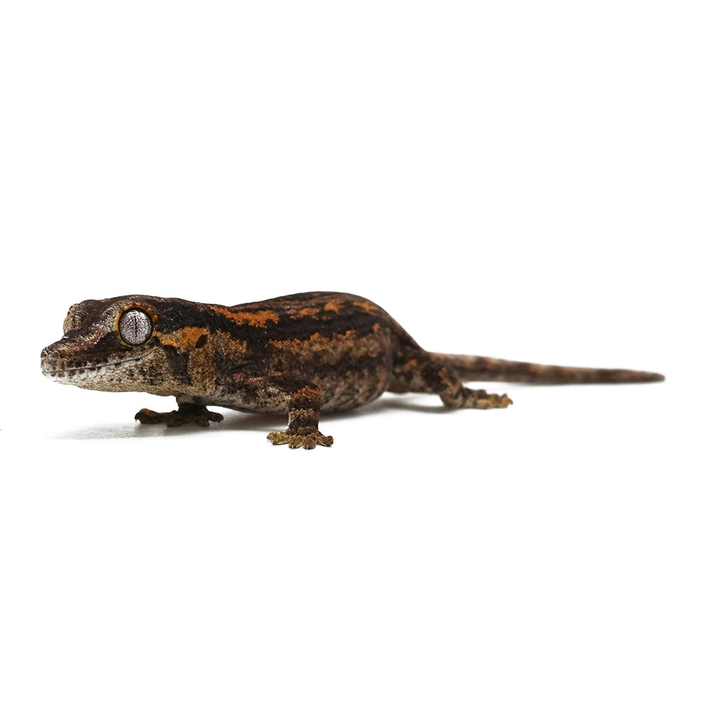 Gargoyle Gecko High Color
