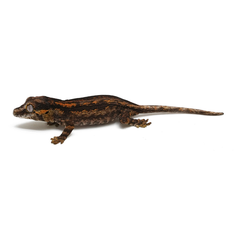Gargoyle Gecko High Color