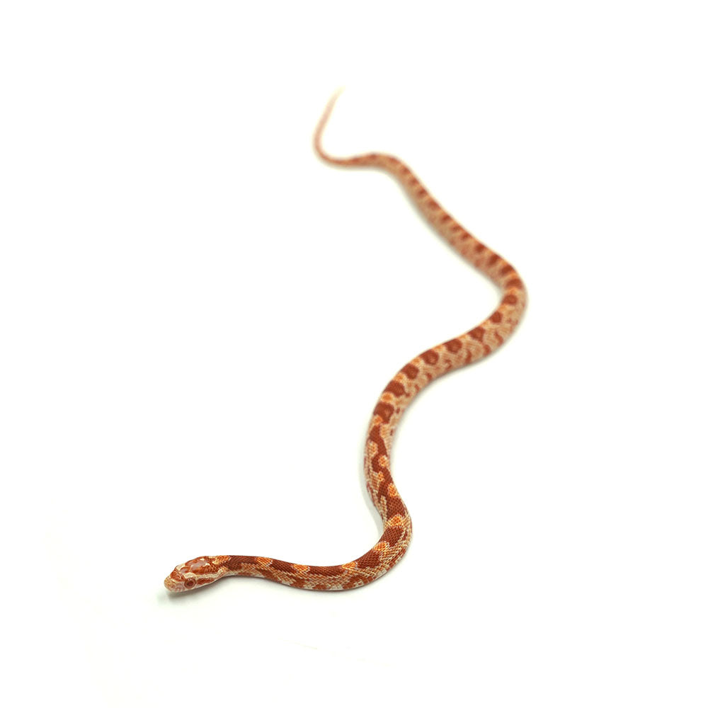 Albino Corn Snake