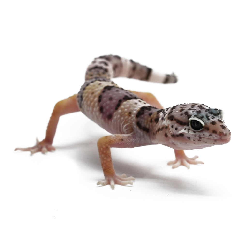 Leopard Gecko