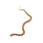 Albino Corn Snake