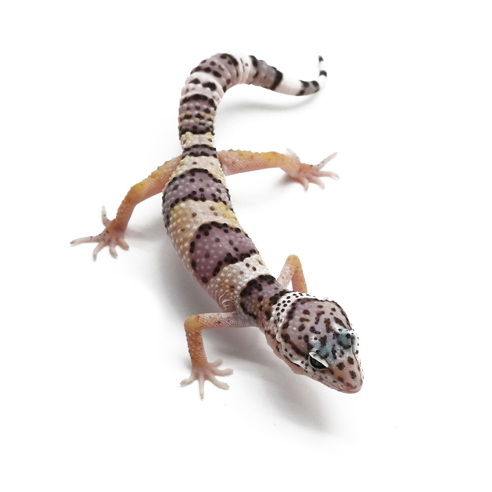 Leopard Gecko