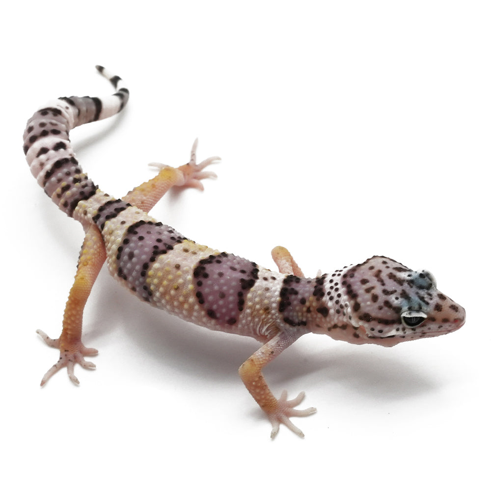Leopard Gecko