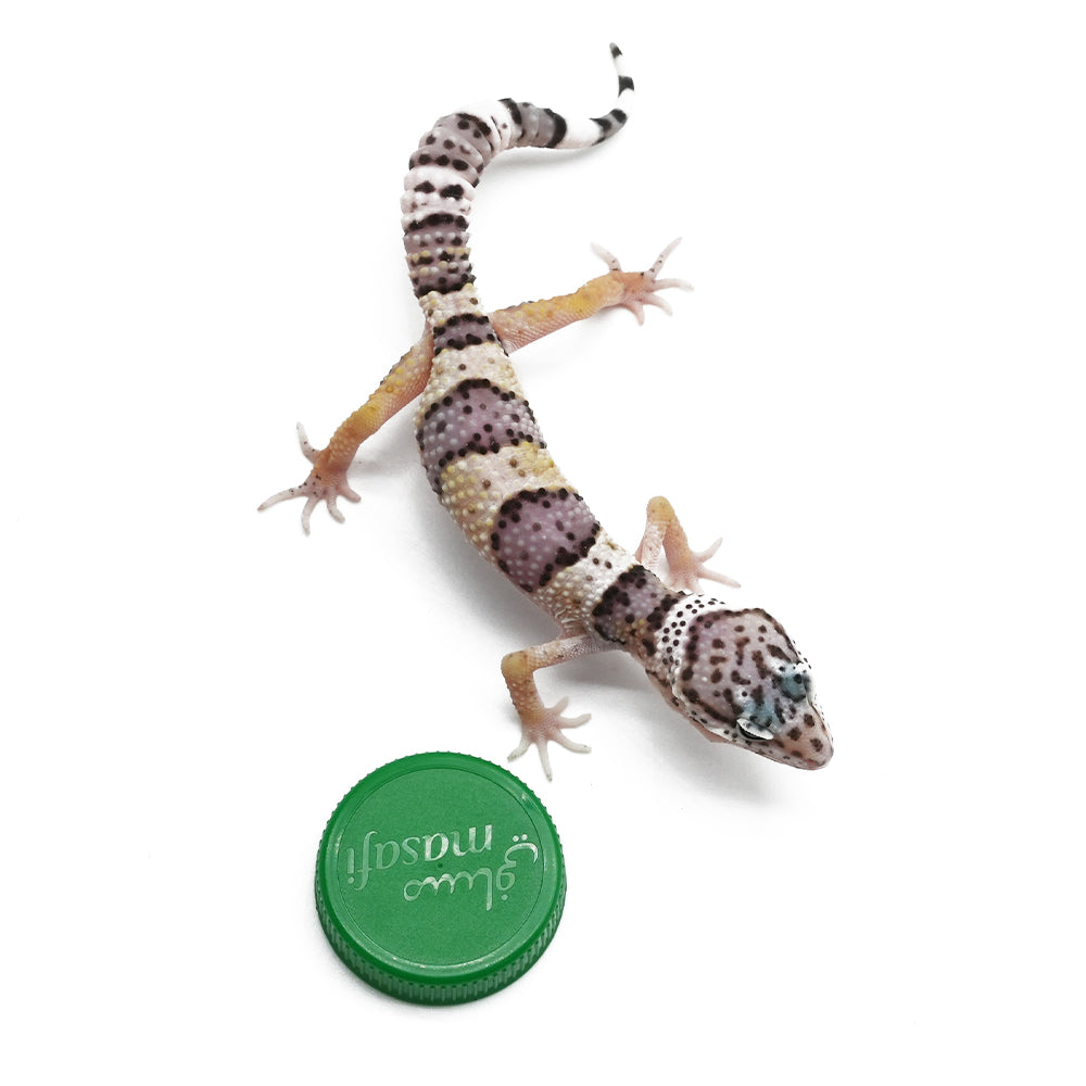 Leopard Gecko