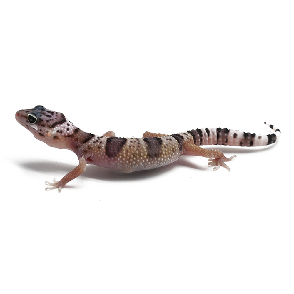 Leopard Gecko