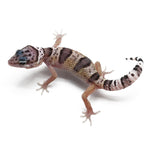 Leopard Gecko