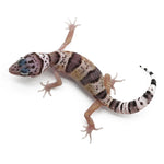 Leopard Gecko