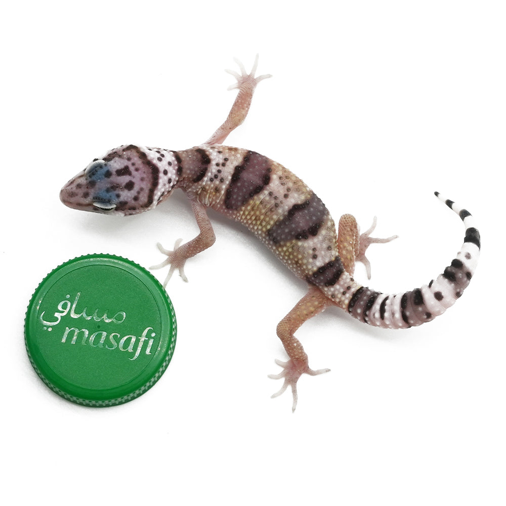 Leopard Gecko