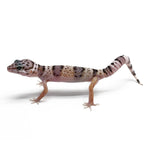 Leopard Gecko