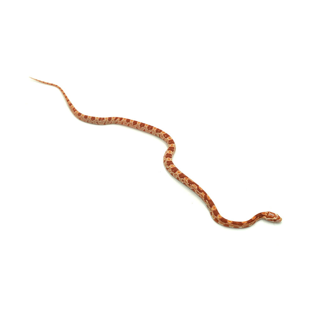 Albino Corn Snake