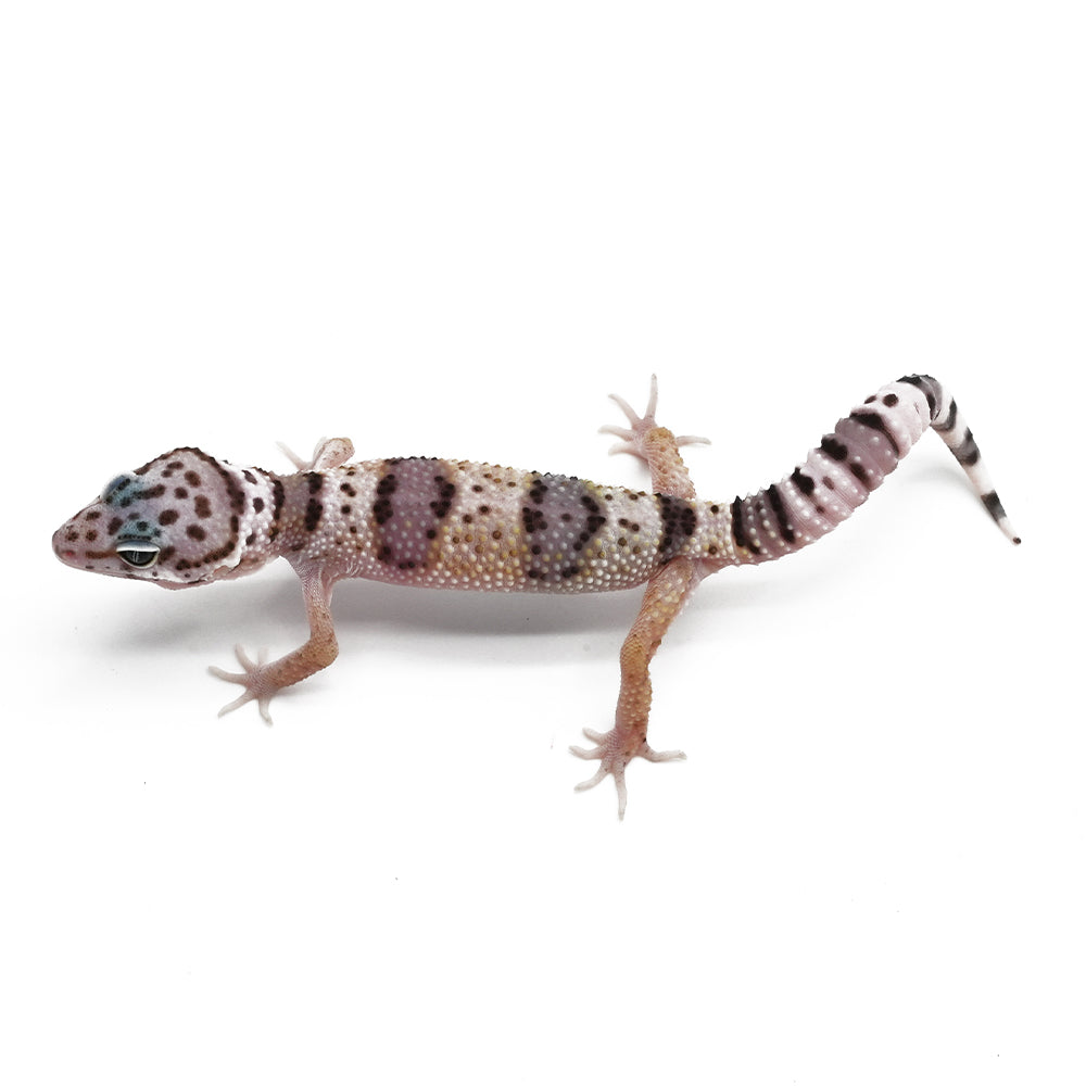Leopard Gecko