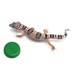 Leopard Gecko