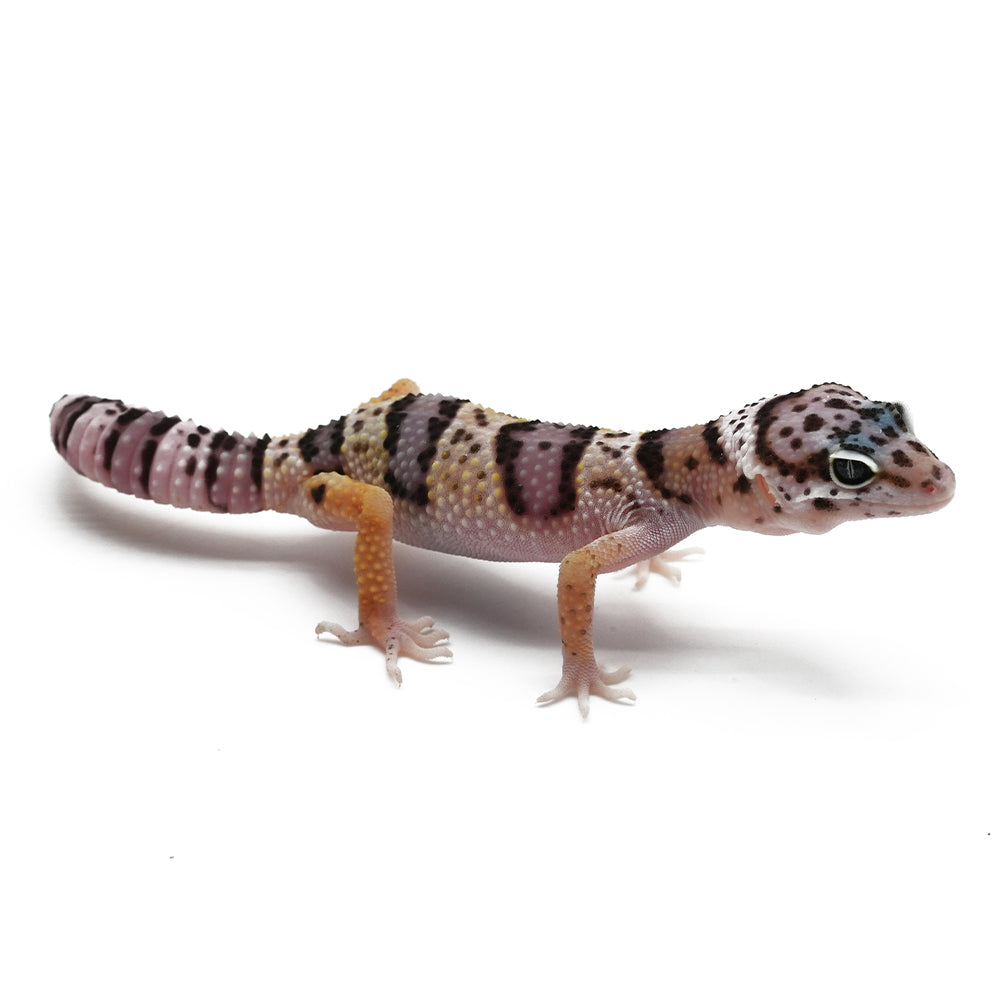 Leopard Gecko