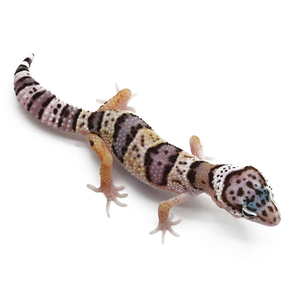 Leopard Gecko