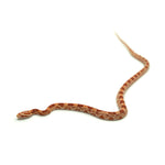 Albino Corn Snake