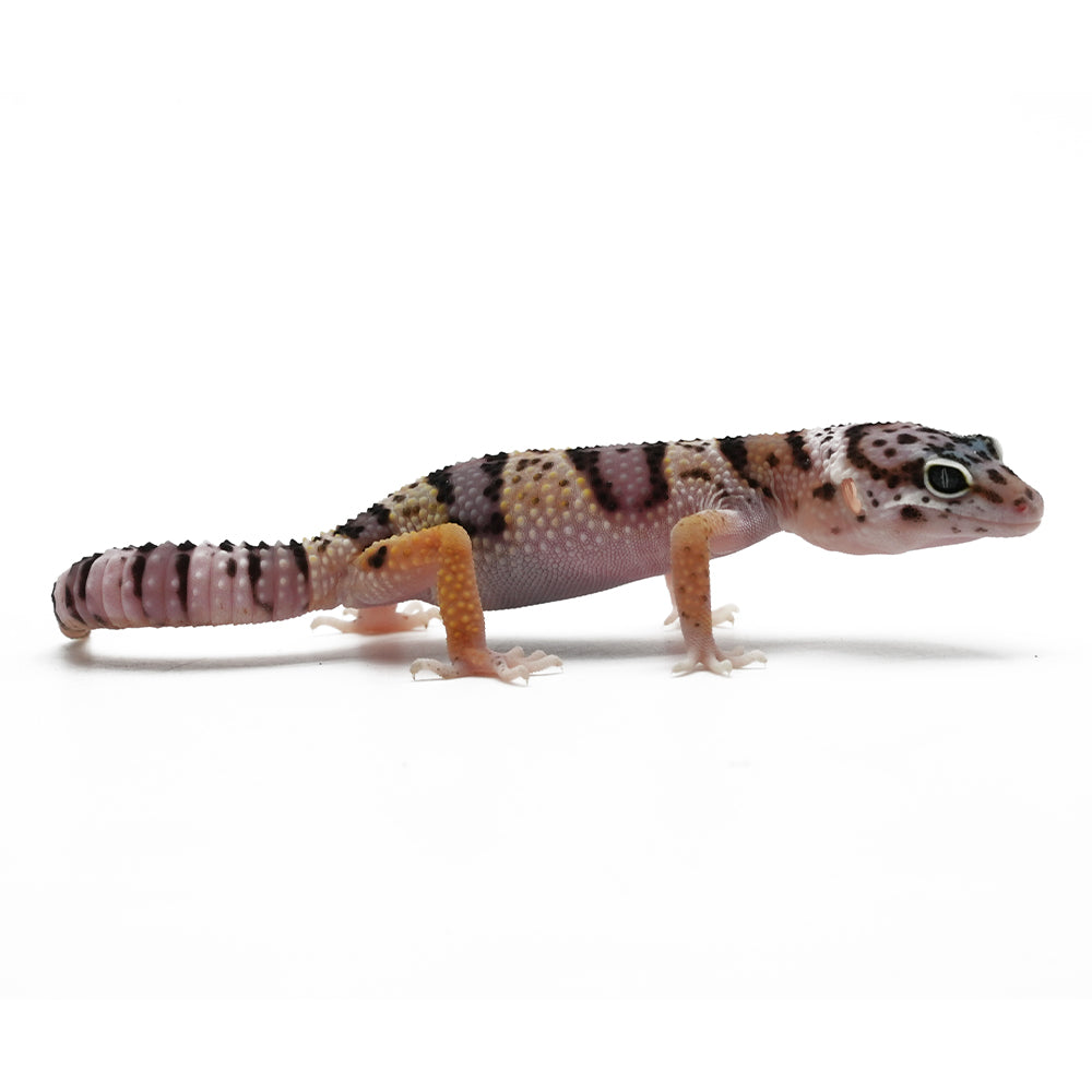 Leopard Gecko