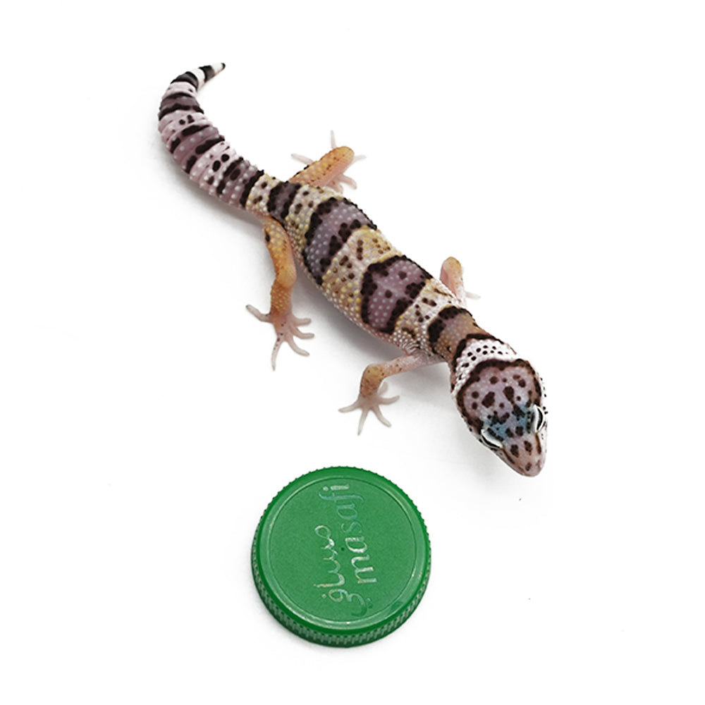 Leopard Gecko