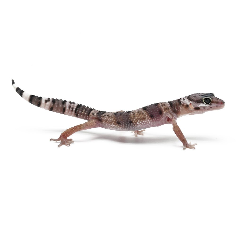 Leopard Gecko
