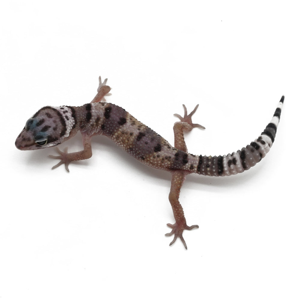 Leopard Gecko