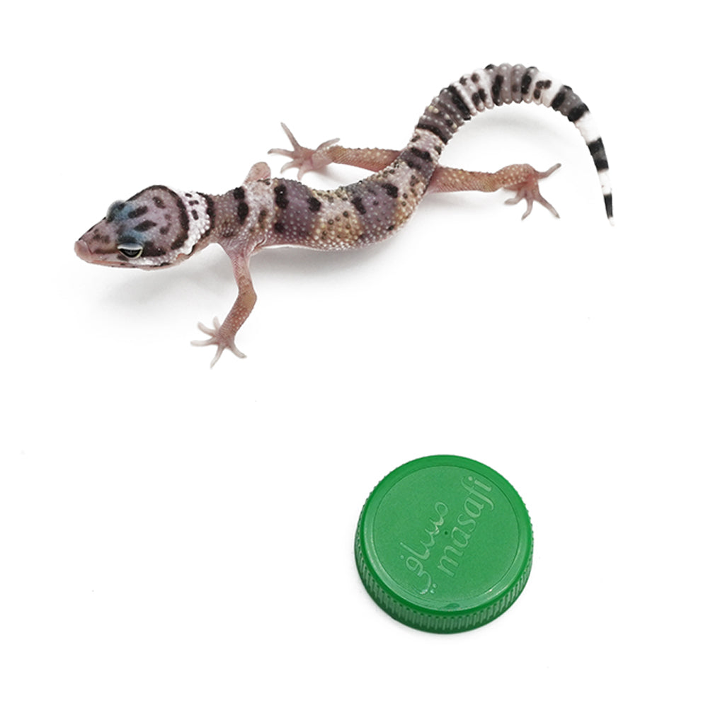 Leopard Gecko