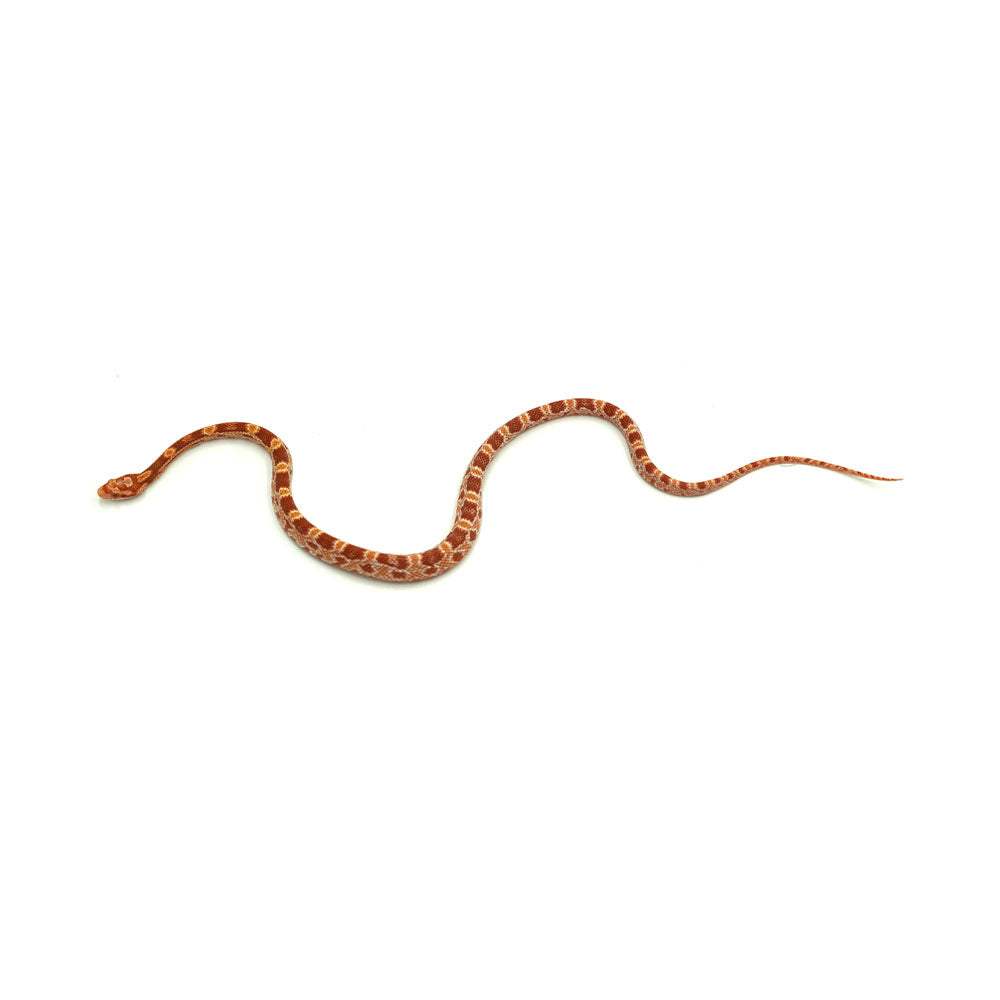 Albino Corn Snake