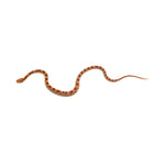 Albino Corn Snake