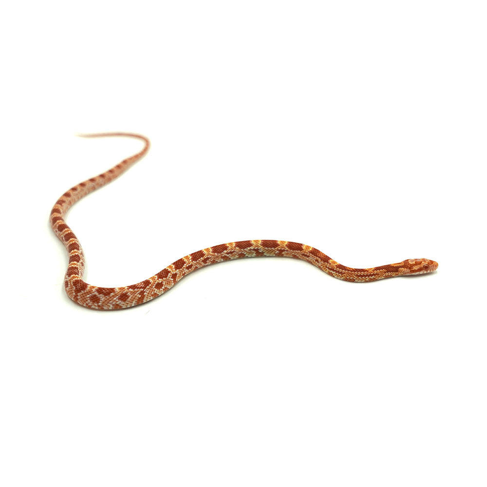 Albino Corn Snake