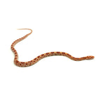 Albino Corn Snake