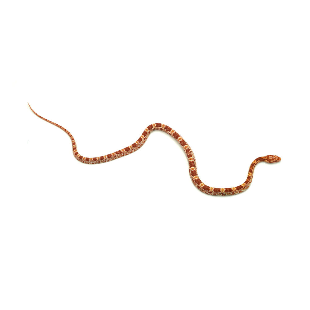 Albino Corn Snake