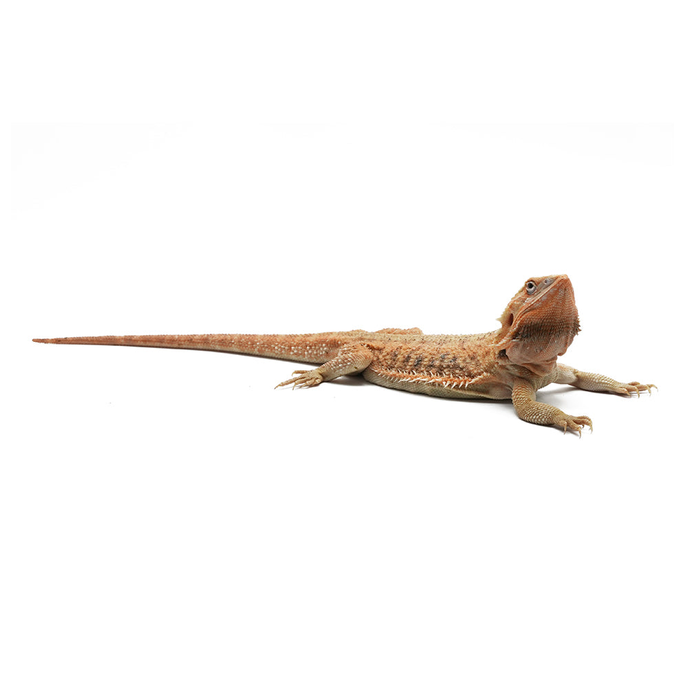 Translucent Bearded Dragon