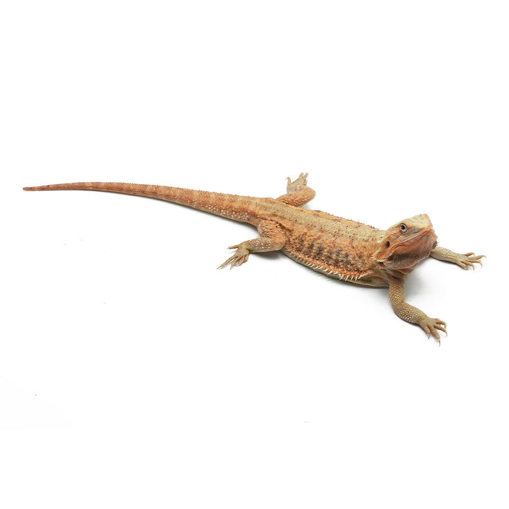 Translucent Bearded Dragon