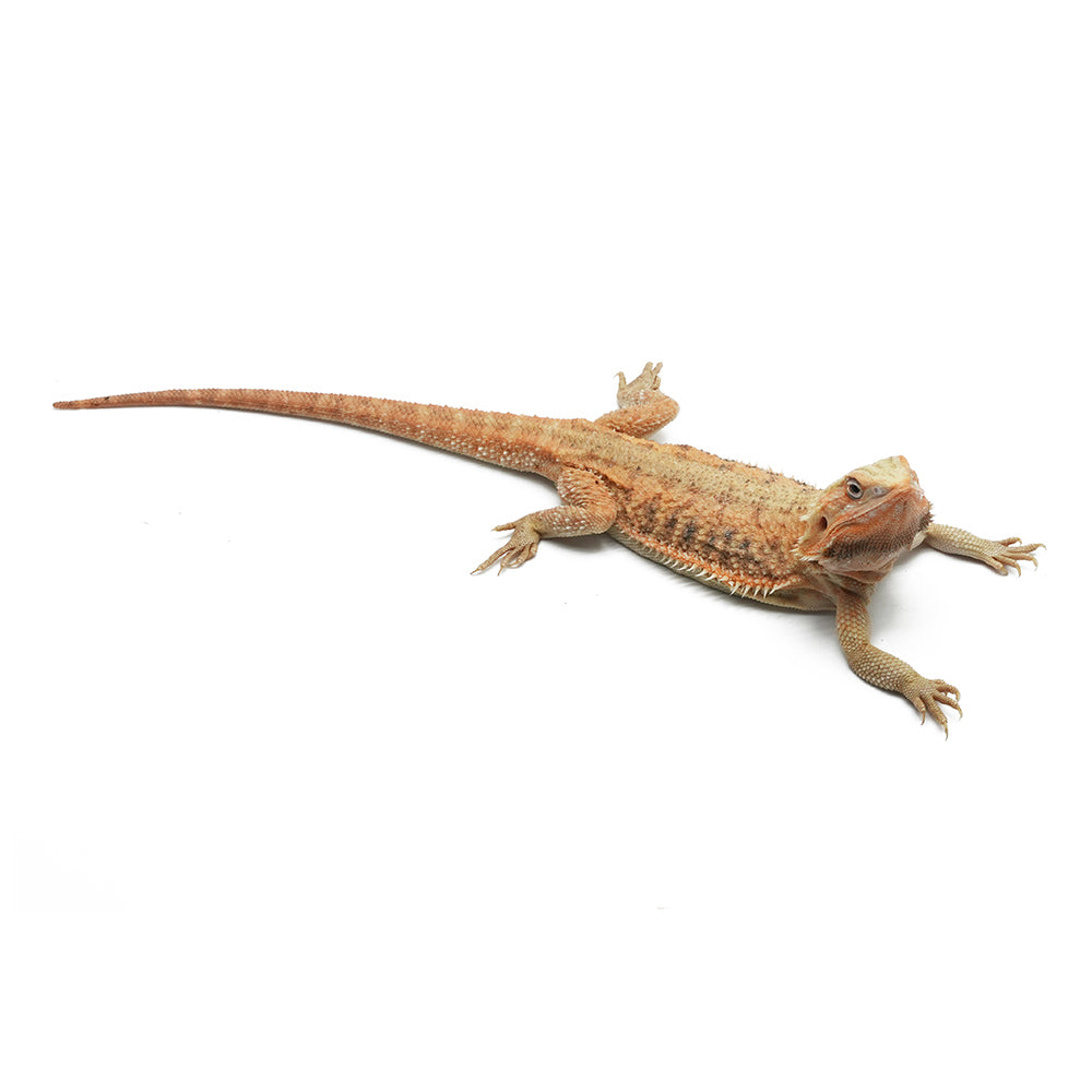 Translucent Bearded Dragon