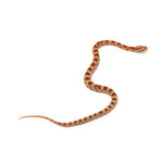Albino Corn Snake