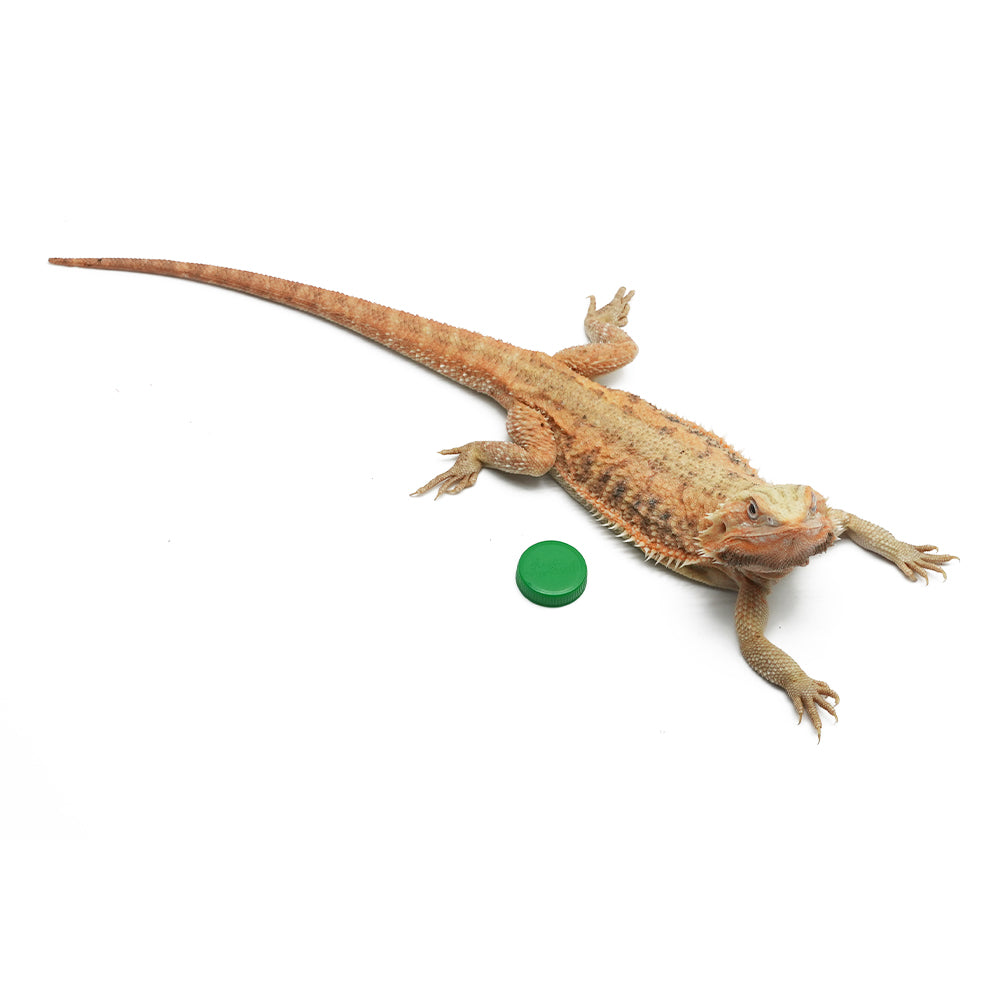 Translucent Bearded Dragon
