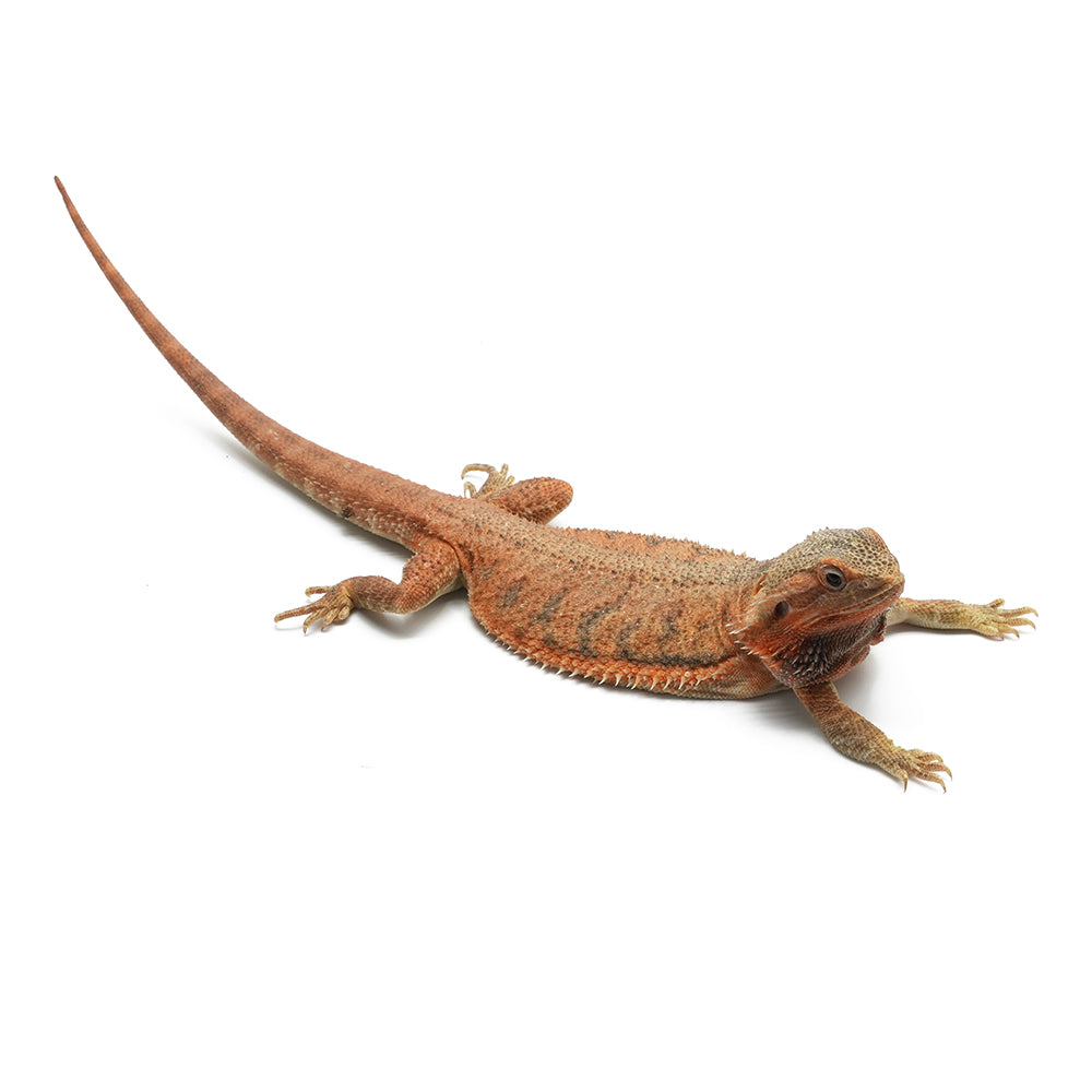 Translucent Bearded Dragon