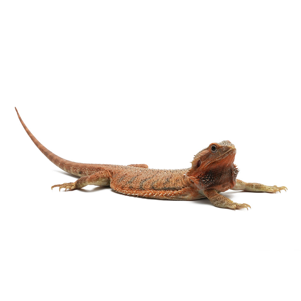 Translucent Bearded Dragon