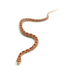 Albino Corn Snake