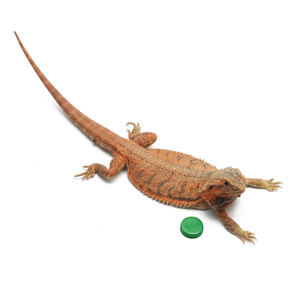 Translucent Bearded Dragon