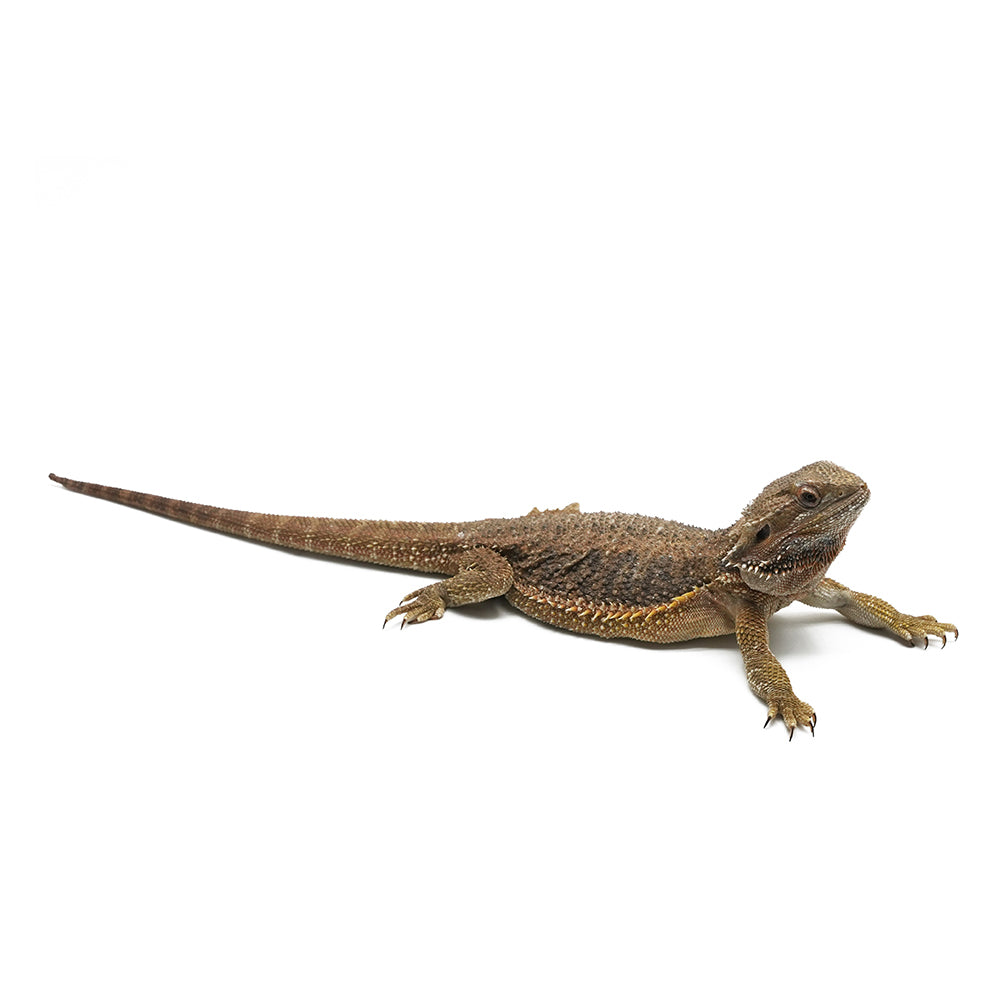 Het Translucent Bearded Dragon