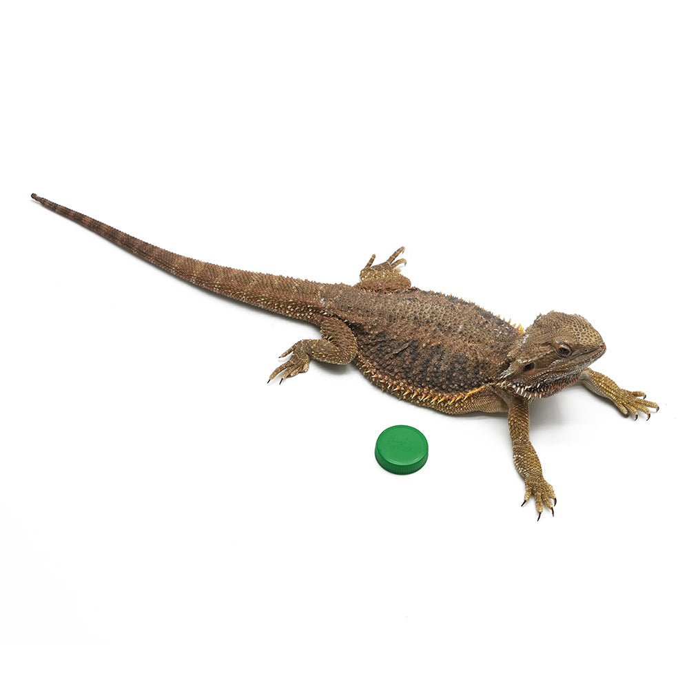 Het Translucent Bearded Dragon