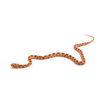 Albino Corn Snake